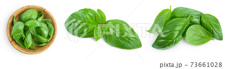Fresh basil leaf isolated on white background with clipping path and full depth of field. Top view. Flat lay, Set or collection Fresh basil leaf isolated on white background with clipping path and full depth of field. Top view. Flat lay, Set or collection 73661028