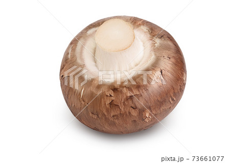 Royal Brown champignon isolated on white background with clipping path and full depth of field Royal Brown champignon isolated on white background with clipping path and full depth of field 73661077