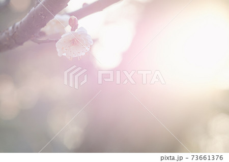 一輪の梅の花 (花香美鶯宿) 一輪の梅の花 (花香美鶯宿) 73661376
