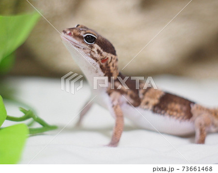 頭を持ち上げるニシアフリカトカゲモドキ 73661468