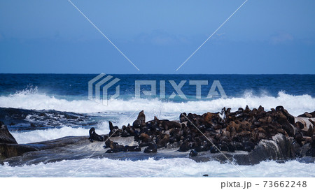 Wild seals sea lions on Seal's Island in Cape town, South Africa tourist attraction Wild seals sea lions on Seal's Island in Cape town, South Africa tourist attraction 73662248