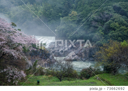 長篠堰堤のほとりに咲く桜 73662692