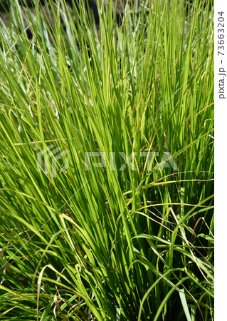 Green Chinese Fountain Grass 73663204