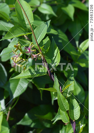 Silkvine 73663206