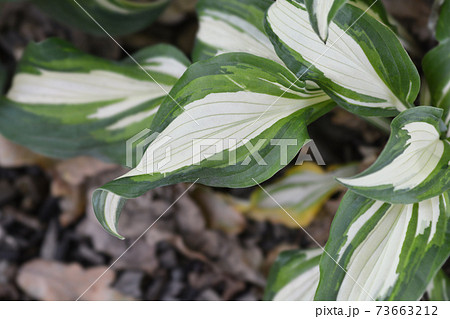 One-striped wavy plantain lily 73663212