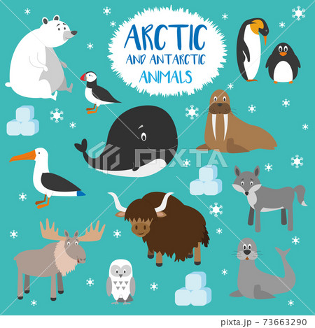 Vector set Arctic and Antarctic animals. Penguin, polar bear, seal, reindeer, whale, snowy owl, albatross, puffin, walrus, fox and yak. Set of polar animals. 73663290