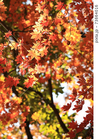 赤城自然園紅葉 73664016