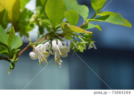 Winter flowering honeysuckle Winter flowering honeysuckle 73664269