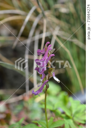 Hollowroot Hollowroot 73664274