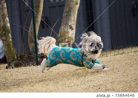 冬枯れした芝生で走る犬の写真素材