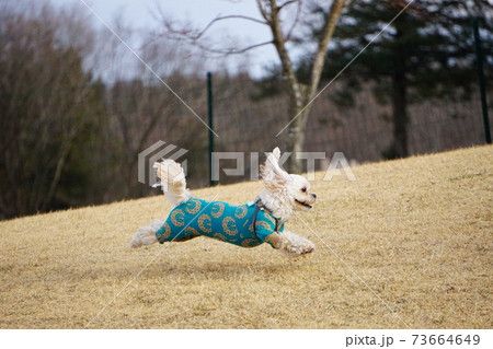 冬枯れした芝生で走る犬の写真素材