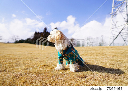 芝生の上に座る犬の写真素材