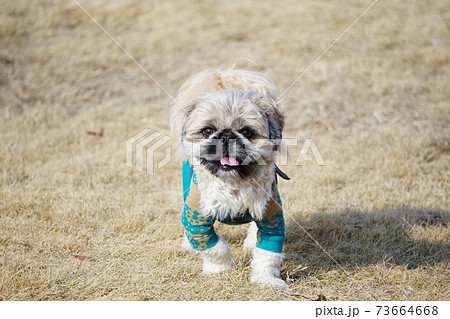 こっちを向いて舌を出す犬の写真素材