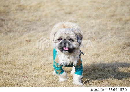 こっちを向いて舌を出す犬の写真素材