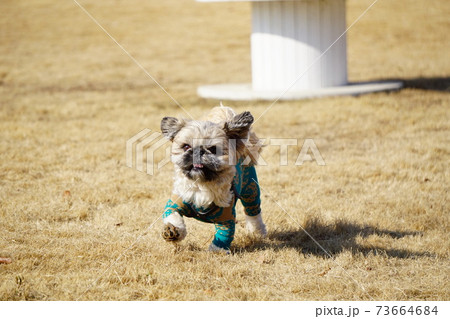 足を上げて歩く犬 73664684