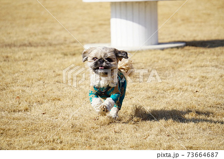 芝生の上を走る犬 芝生の上を走る犬 73664687