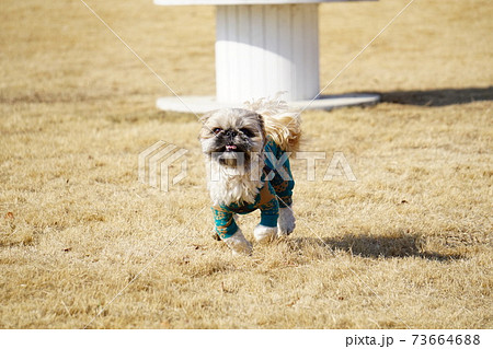 芝生の上を走る犬 73664688