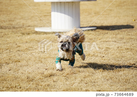 芝生の上を走る犬 73664689