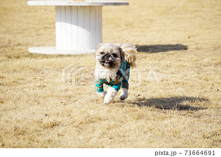 芝生の上を走る犬の写真素材