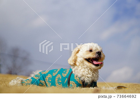舌を出して笑顔で笑っている犬の写真素材