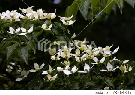 アメリカとの友好の花 ハナミズキ アメリカとの友好の花 ハナミズキ 73664845