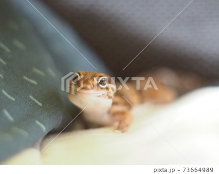 正面を向いているニシアフリカトカゲモドキ 正面を向いているニシアフリカトカゲモドキ 73664989