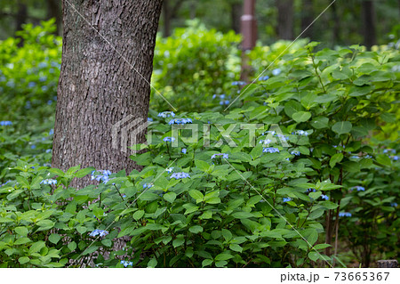 ジメジメした梅雨の時季に元気づけてくれる華やかな花　アジサイ 73665367