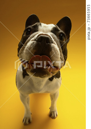 Curious French Bulldog Curious French Bulldog 73665955