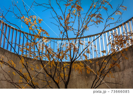 rowan tree in autumn in city rowan tree in autumn in city 73666085