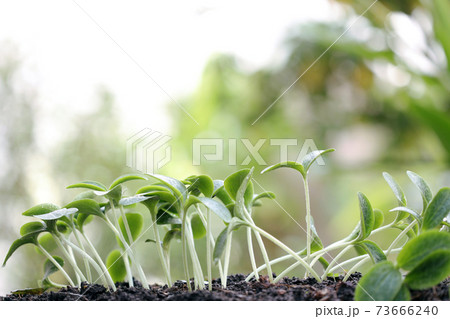 Small new life green sprouts growing  73666240