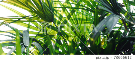 leaf background In the evening nature Leaves in the forest natural background 73666612