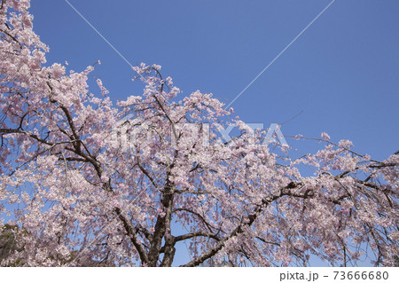 春の訪れ 桜の木が待っていた春を 両手を広げて喜ぶイメージ風景の写真素材