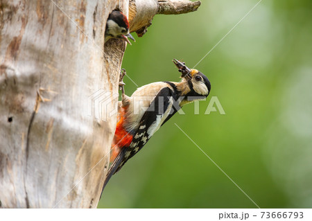 Great spotted woodpecker nesting inside a tree in springtime nature Great spotted woodpecker nesting inside a tree in springtime nature 73666793