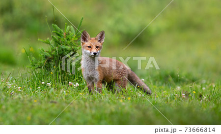 Little red fox cub looking on green glade in spring. 73666814