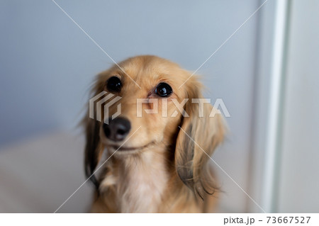 愛犬 カニンヘンダックスフンド 愛犬 カニンヘンダックスフンド 73667527