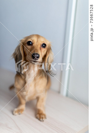愛犬 カニンヘンダックスフンドの写真素材