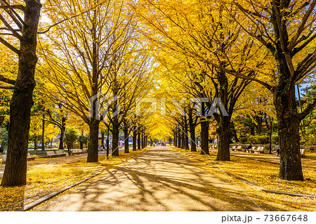 東京 光が丘公園の紅葉の写真素材