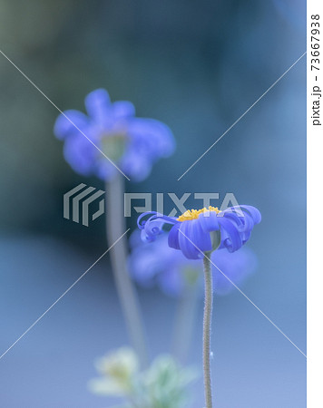 青い花ブルーデイジー 73667938