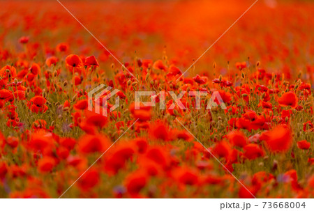 Poppy flowers field at sunset or sunrise 73668004