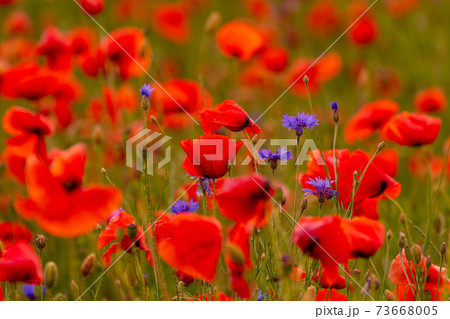 Poppy flowers field at sunset or sunrise 73668005
