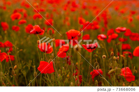 Poppy flowers field at sunset or sunrise 73668006
