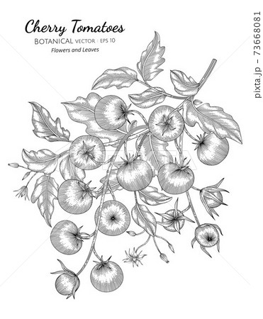 Tomato Plant Drawing Images  Browse 291151 Stock Photos Vectors and  Video  Adobe Stock