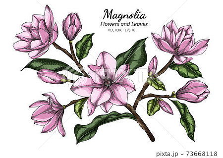 Pink Magnolia Flower And Leaf Drawing のイラスト素材