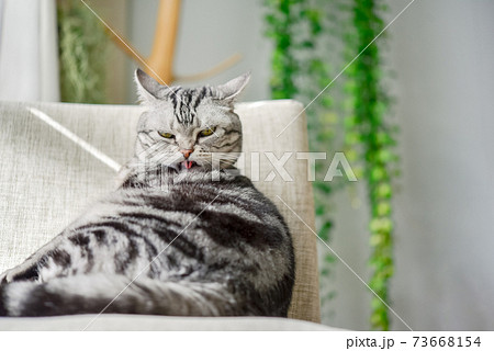 毛づくろいをする猫 毛づくろいをする猫 73668154