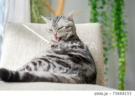 毛づくろいをする猫 73668155