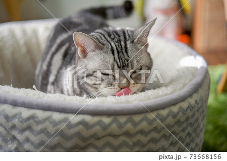 昼寝の準備をする猫 73668156