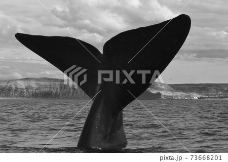 Whale Patagonia Argentina 73668201