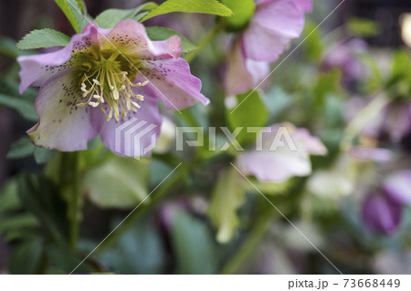 クリスマスローズ／紅紫色のスポットが入ったピンクのヘレボルス 73668449