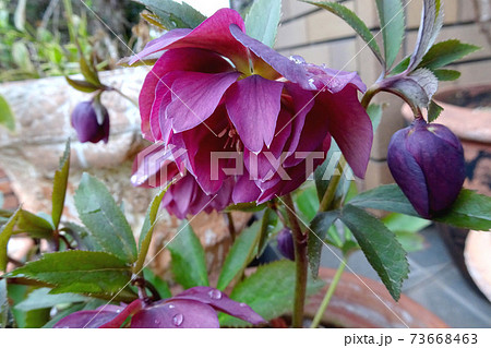 クリスマスローズ 紅紫色のダブルのヘレボルスの写真素材