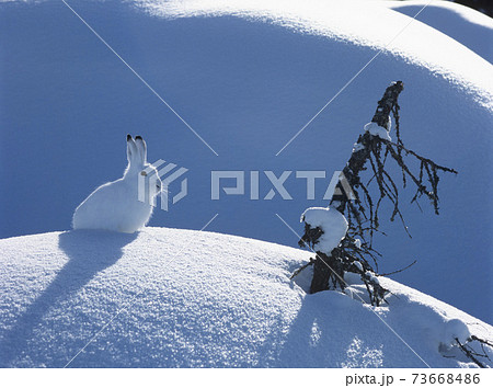 Snowshoe Hare 73668486